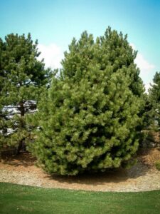 Сосна Чёрная (Pinus Nigra) купить по цене от 270.00р. в интернет-магазине «Посадика» с доставкой почтой в в Сосенскийе и по всей России – [изображение №1].