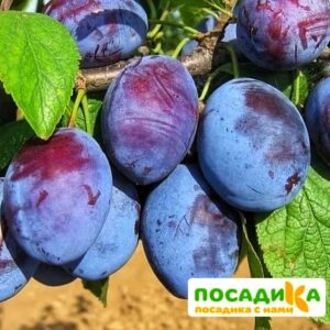 Слива Чачакская ранняя купить по цене от 229.00р. в интернет-магазине «Посадика» с доставкой почтой в в Сосенскийе и по всей России – [изображение №1].