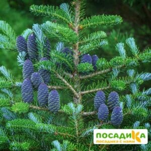 Пихта корейская (Abies koreana) купить по цене от 450.00р. в интернет-магазине «Посадика» с доставкой почтой в в Сосенскийе и по всей России – [изображение №1].