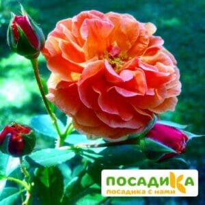 Роза Арабия купить по цене от 350.00р. в интернет-магазине «Посадика» с доставкой почтой в в Сосенскийе и по всей России – [изображение №1].