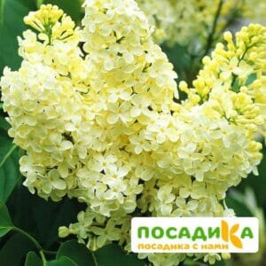 Сирень Примроуз (Primrose) купить по цене от 529.00р. в интернет-магазине «Посадика» с доставкой почтой в в Сосенскийе и по всей России – [изображение №1].