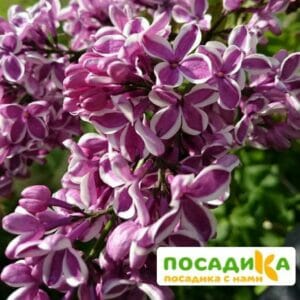 Сирень Сенсация купить по цене от 529.00р. в интернет-магазине «Посадика» с доставкой почтой в в Сосенскийе и по всей России – [изображение №1].