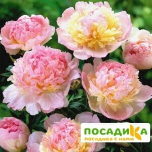 Пион Распберри Сандей (Paeonia Raspberry Sundae) купить по цене от 959р. в интернет-магазине «Посадика» с доставкой почтой в в Сосенскийе и по всей России – [изображение №1].