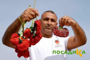 Клубника Гигант Джорнея купить по цене от 266р. в интернет-магазине «Посадика» с доставкой почтой в в Сосенскийе и по всей России – [изображение №1].