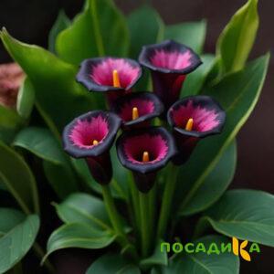 Калла Аура Лейс купить по цене от 400р. в интернет-магазине «Посадика» с доставкой почтой в в Сосенскийе и по всей России – [изображение №1].