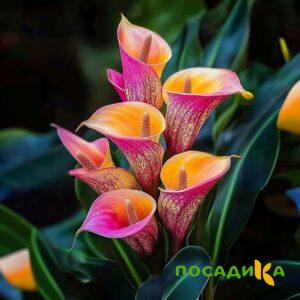 Калла Оникс купить по цене от 450р. в интернет-магазине «Посадика» с доставкой почтой в в Сосенскийе и по всей России – [изображение №1].