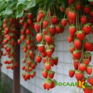 Клубника вьющаяся Комплимент купить по цене от 470р. в интернет-магазине «Посадика» с доставкой почтой в в Сосенскийе и по всей России – [изображение №1].