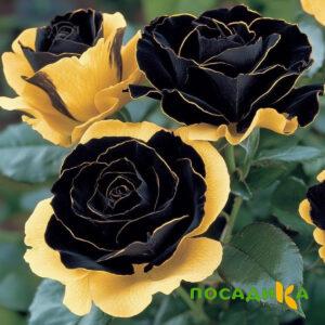 Роза Ханни Сикл купить по цене от 700р. в интернет-магазине «Посадика» с доставкой почтой в в Сосенскийе и по всей России – [изображение №1].