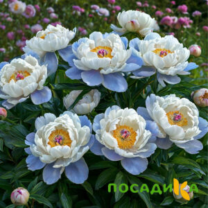 Пион акварельный Этюд купить по цене от 806р. в интернет-магазине «Посадика» с доставкой почтой в в Сосенскийе и по всей России – [изображение №1].