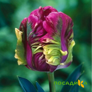 Тюльпан Экзотик Хэвен купить по цене от 186р. в интернет-магазине «Посадика» с доставкой почтой в в Сосенскийе и по всей России – [изображение №1].