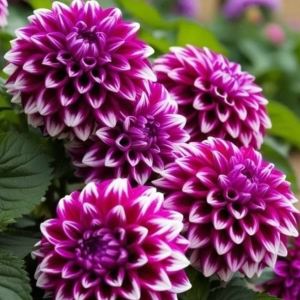 Георгин Кристал Корт купить по цене от 602р. в интернет-магазине «Посадика» с доставкой почтой в в Сосенскийе и по всей России – [изображение №1].