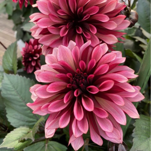 Георгин Перли Сансет купить по цене от 309р. в интернет-магазине «Посадика» с доставкой почтой в в Сосенскийе и по всей России – [изображение №1].