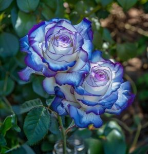 Роза Пэтолз Хоуп купить по цене от 333р. в интернет-магазине «Посадика» с доставкой почтой в в Сосенскийе и по всей России – [изображение №1].