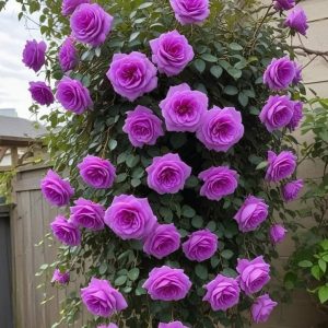 Роза Мистик Уайт купить по цене от 620р. в интернет-магазине «Посадика» с доставкой почтой в в Сосенскийе и по всей России – [изображение №1].