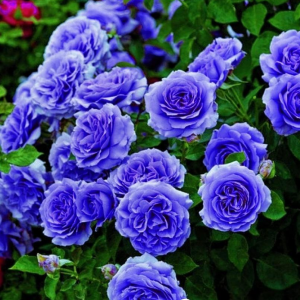 Роза Блю Мун купить по цене от 450р. в интернет-магазине «Посадика» с доставкой почтой в в Сосенскийе и по всей России – [изображение №1].
