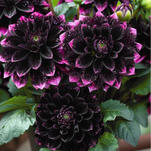 Георгин Лаванда Лейс купить по цене от 679р. в интернет-магазине «Посадика» с доставкой почтой в в Сосенскийе и по всей России – [изображение №1].