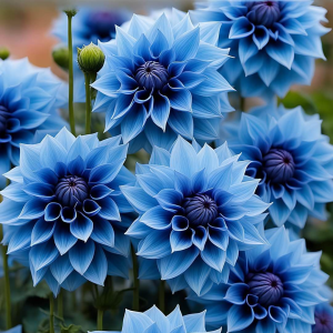 Георгин Вижапе купить по цене от 699р. в интернет-магазине «Посадика» с доставкой почтой в в Сосенскийе и по всей России – [изображение №1].