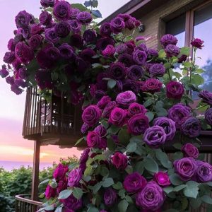 Роза Плетистая Плум Пэшн купить по цене от 610р. в интернет-магазине «Посадика» с доставкой почтой в в Сосенскийе и по всей России – [изображение №1].