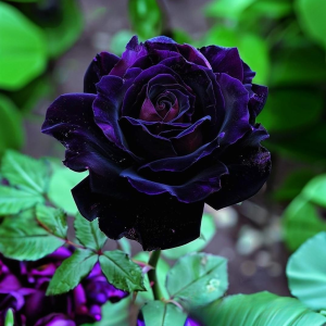 Роза Блэк Пантер купить по цене от 319р. в интернет-магазине «Посадика» с доставкой почтой в в Сосенскийе и по всей России – [изображение №1].