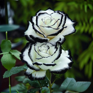 Роза Силк Ивин купить по цене от 319р. в интернет-магазине «Посадика» с доставкой почтой в в Сосенскийе и по всей России – [изображение №1].