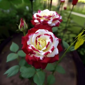 Роза Роял Глом купить по цене от 401р. в интернет-магазине «Посадика» с доставкой почтой в в Сосенскийе и по всей России – [изображение №1].