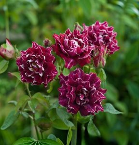 Роза Опаловый Пейзаж купить по цене от 490р. в интернет-магазине «Посадика» с доставкой почтой в в Сосенскийе и по всей России – [изображение №1].