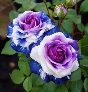 Роза Айвори Каскад купить по цене от 420р. в интернет-магазине «Посадика» с доставкой почтой в в Сосенскийе и по всей России – [изображение №1].