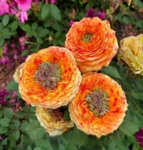 Роза Золотой Мираж купить по цене от 420р. в интернет-магазине «Посадика» с доставкой почтой в в Сосенскийе и по всей России – [изображение №1].