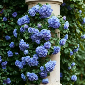 Роза плетистая Блю Перпл купить по цене от 540р. в интернет-магазине «Посадика» с доставкой почтой в в Сосенскийе и по всей России – [изображение №1].